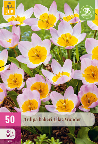 Beikera tulpe Lilac Wonder 5/6
