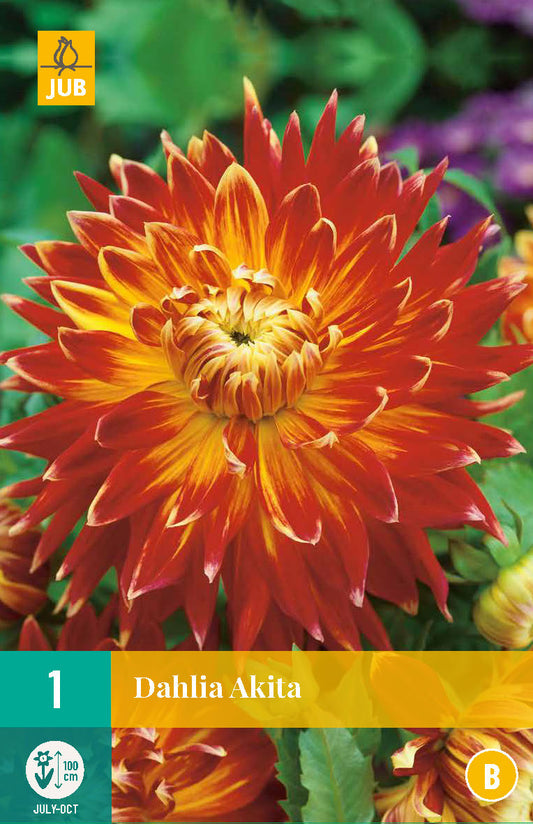 Dārza dālija Dahlia hortensis Akita