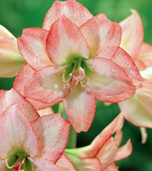 Dārza dālija Dahlia hortensis Aphrodite