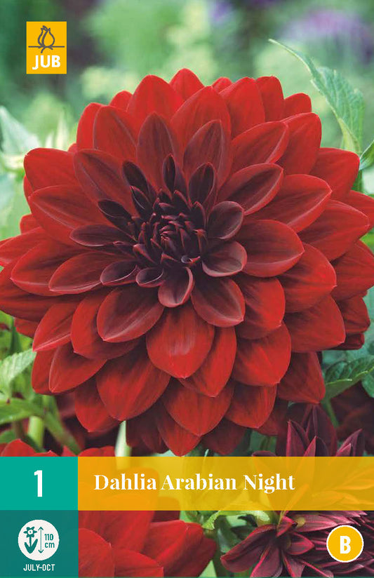 Dārza dālija Dahlia hortensis Arabian Night