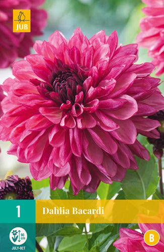 Dārza dālija Dahlia hortensis Bacardi