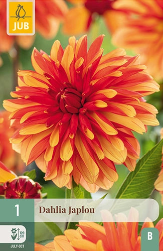 Dārza dālija Japlou (1 gab. paciņā)