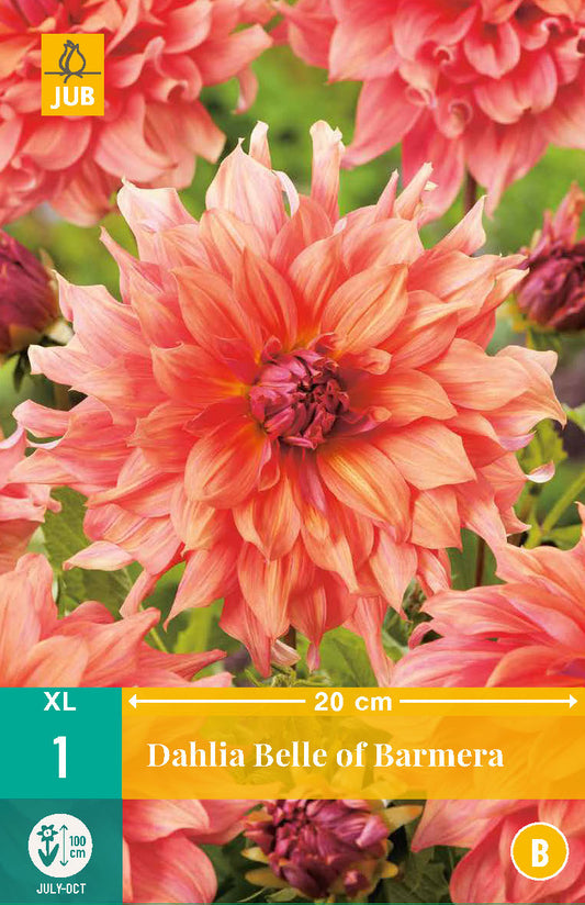 Dārza dālija Dahlia hortensis Belle Of Barmera