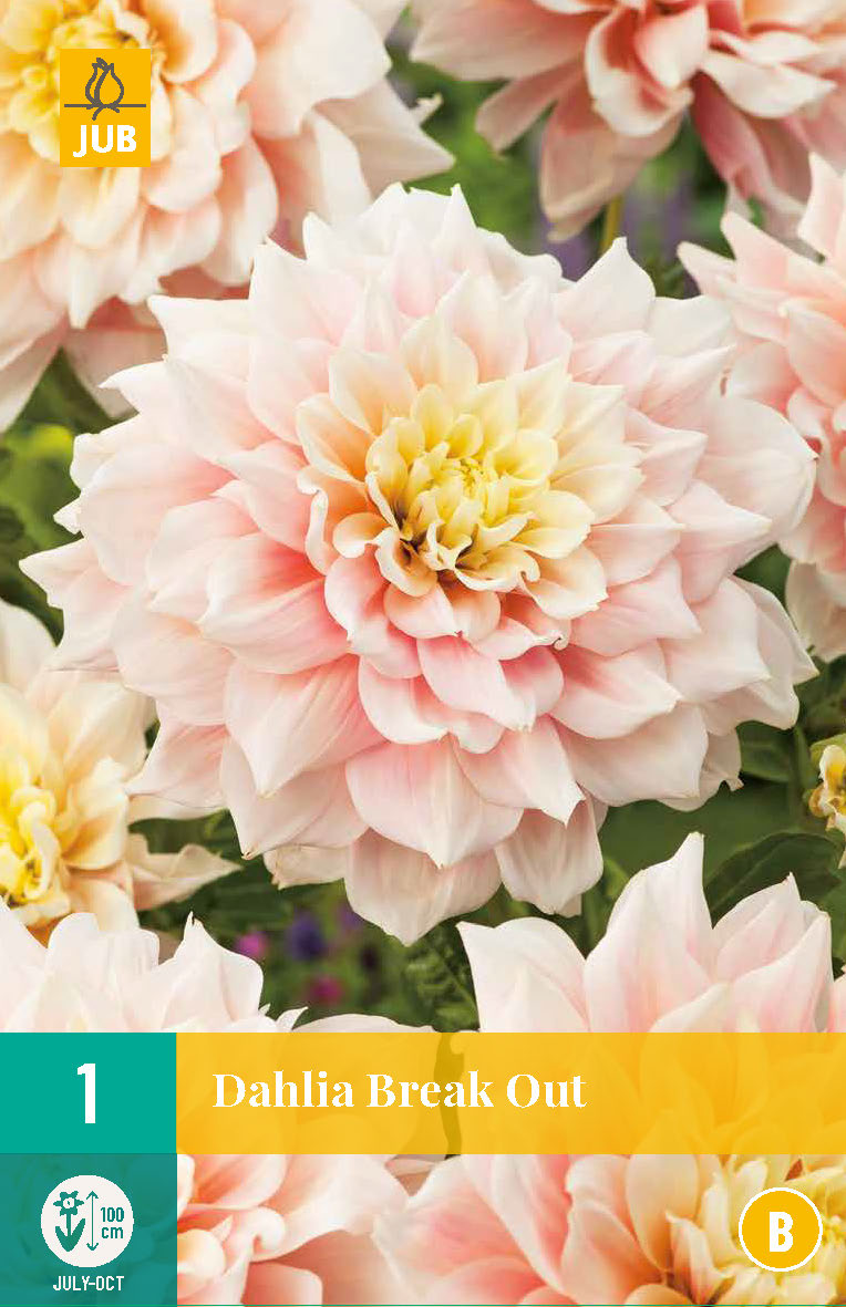 Dārza dālija Break Out (1 gab. paciņā)