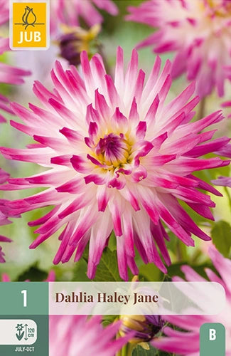 Dārza dālija Hayley Jane (1 gab. paciņā)