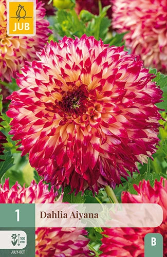 Dārza dālija Dahlia hortensis Aiyana