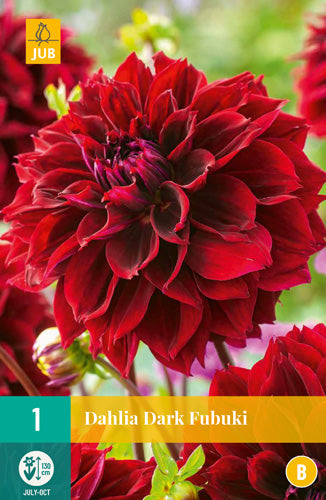 Dārza dālija Dark Fubuki (1 gab. paciņā)