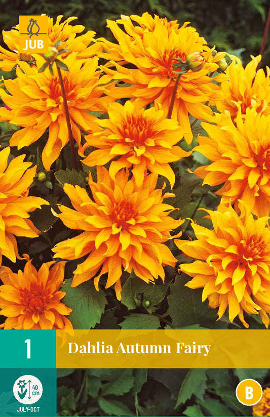 Dārza dālija Dahlia hortensis Autumn Fairy