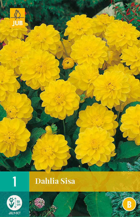 Dārza dālija Sisa (1 gab. paciņā)