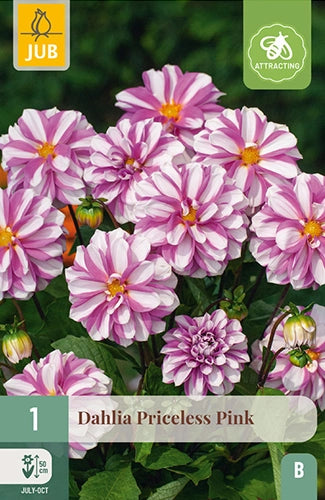 Dārza dālija Priceless Pink (1 gab. paciņā)