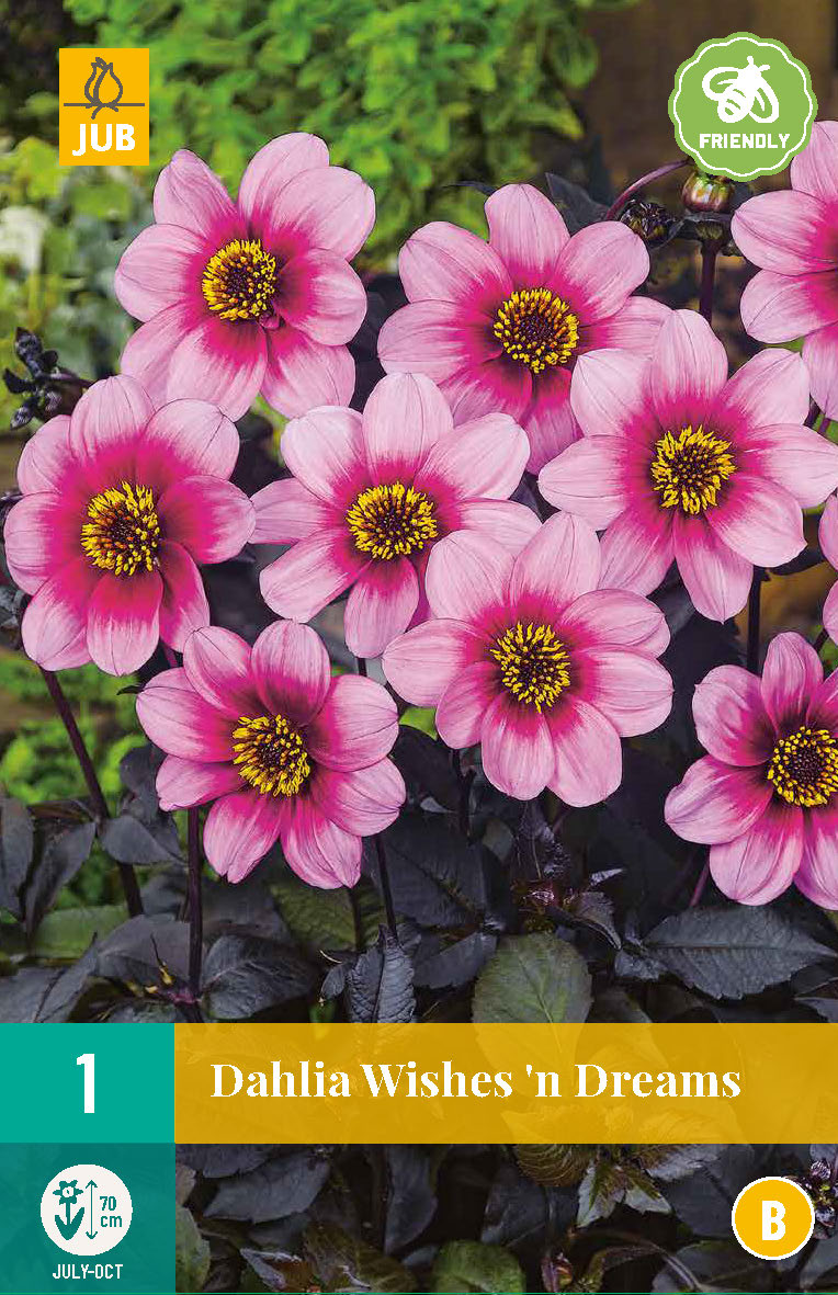 Dārza dālija Wishes 'N Dreams (1 gab. paciņā)