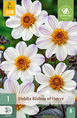 Dārza dālija Dahlia hortensis Bishop of Dover