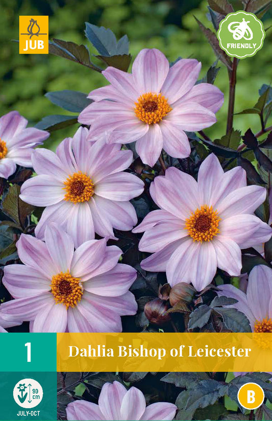 Dārza dālija Dahlia hortensis Bishop Of Leicester