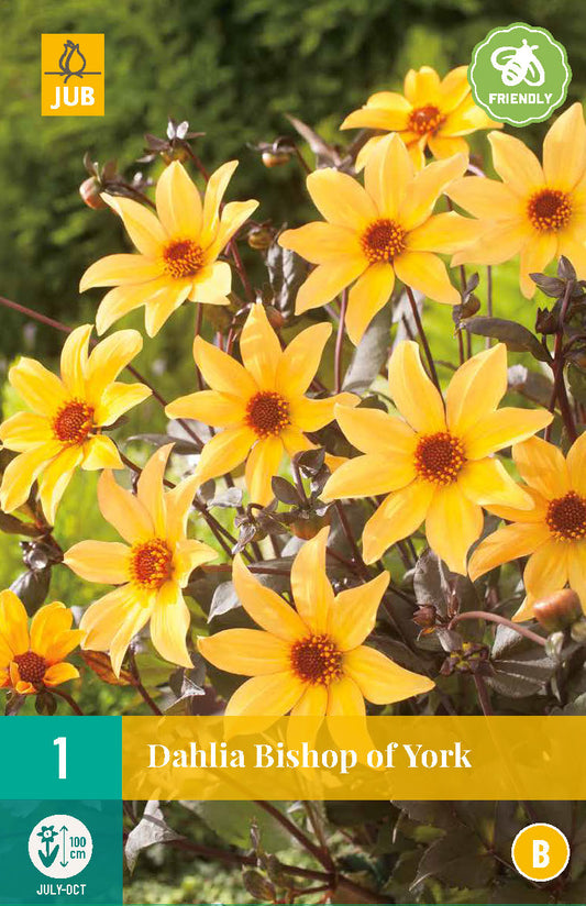 Dārza dālija Dahlia hortensis Bishop Of York