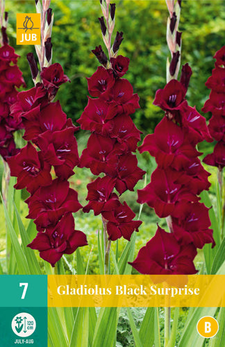 Gladiola Black Surprise 12/14 (7 gab. paciņā)