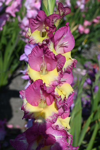 Gladiola Extravert (7 gab. paciņā)