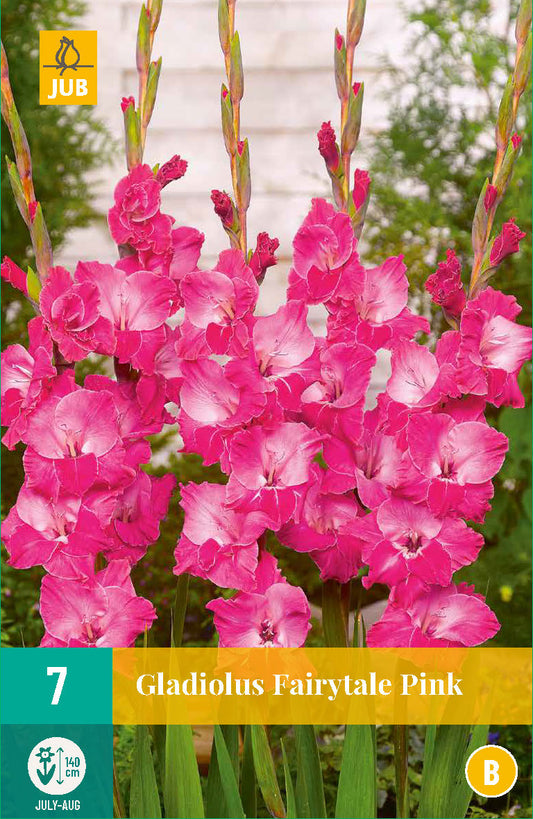 Gladiola Fairytale Pink 12/14 (7 gab. paciņā)