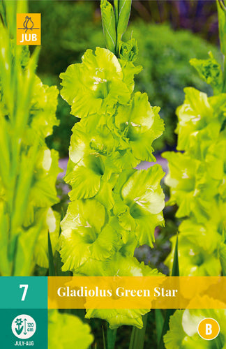 Gladiola Green Star 12/14 (7 gab. paciņā)