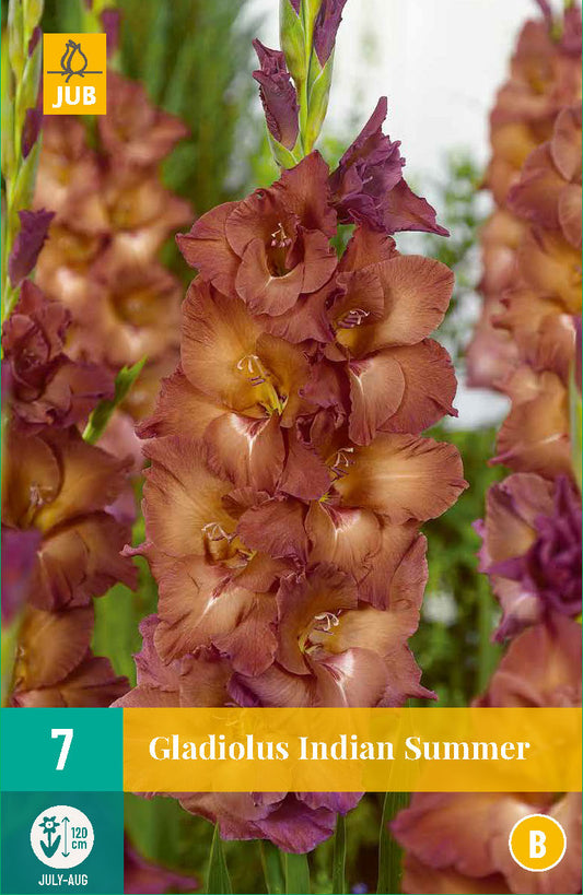 Gladiola Indian Summer 12/14 (7 gab. paciņā)