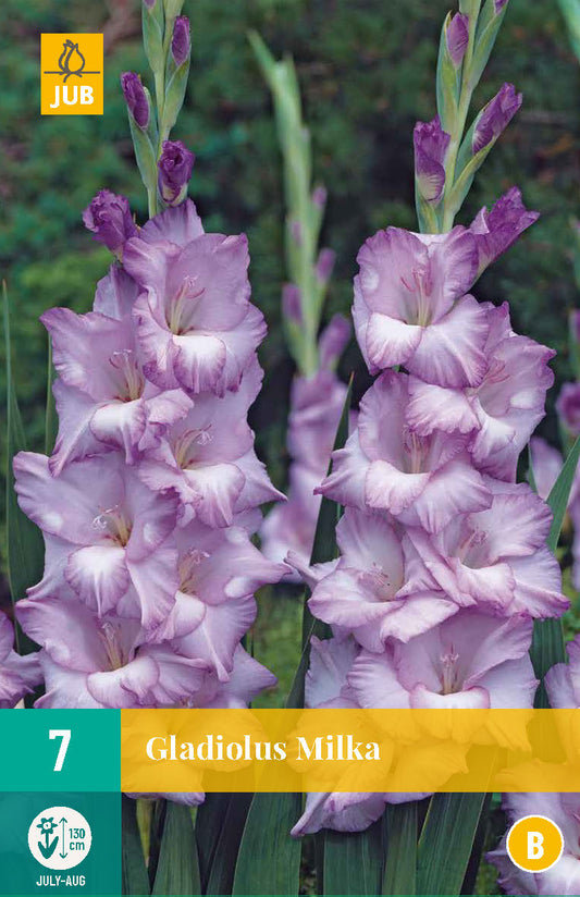 Gladiola Milka 12/14 (7 gab. paciņā)