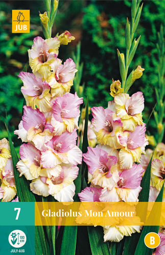 Gladiola Mon Amour 12/14 (7 gab. paciņā)