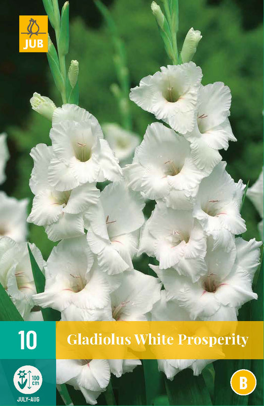 Gladiola White Prosperity 12/14 (10 gab. paciņā)