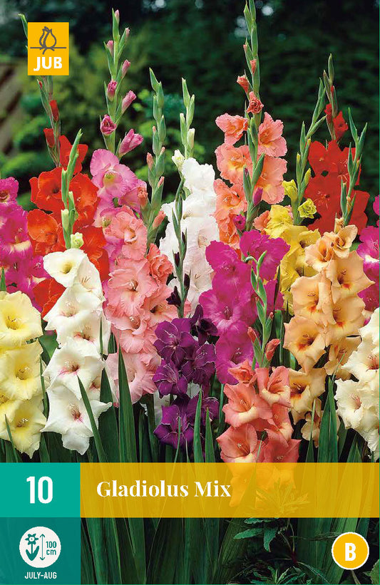 Gladiola Mix 12/14 (10 gab. paciņā)