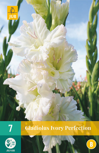 Gladiola Ivory Perfection 12/14 (7 gab. paciņā)