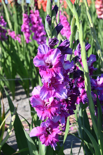 Gladiola Purple Art (7 gab. paciņā)