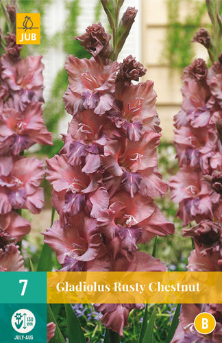 Gladiola Rusty Chestnut 12/14 (7 gab. paciņā)