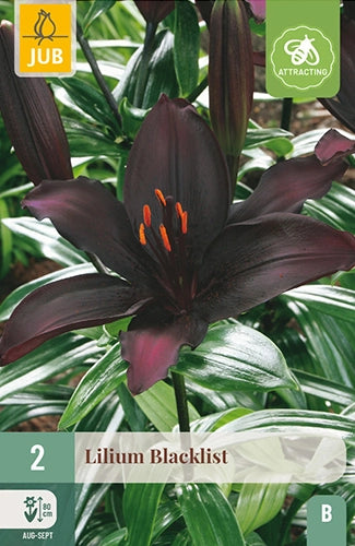 Āzijas lilija Blacklist (2 gab. paciņā)