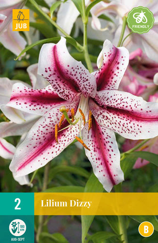 Austrumu lilija Dizzy 14/16 (2 gab. paciņā)