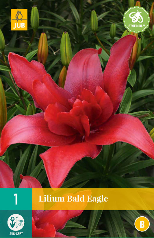 Āzijas lilija Bald Eagle 16/18 (1 gab. paciņā)