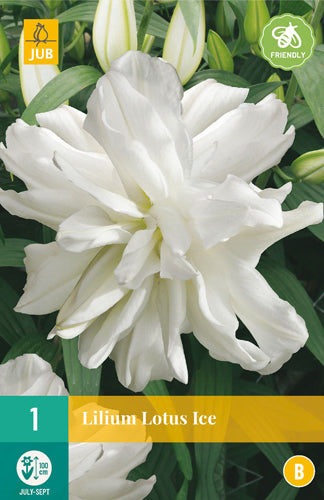 Āzijas trompetlilija Lotus Ice 16/18 (1 gab. paciņā)