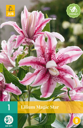 Āzijas trompetlilija Magic Star 16/18 (1 gab. paciņā)