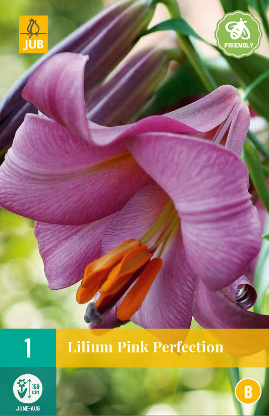 Tīģerlilija Pink Perfection 16/18 (1 gab. paciņā)
