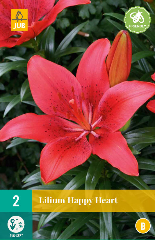 Āzijas lilija, podu Happy Heart 14/16 (2 gab. paciņā)