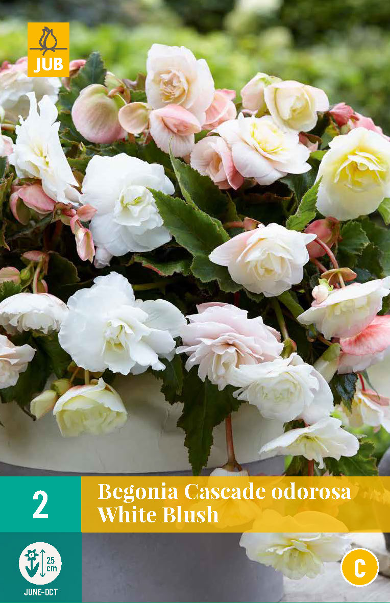 Smaržīgā begonija Cascade White Blush 5/6 (2 gab. paciņā)