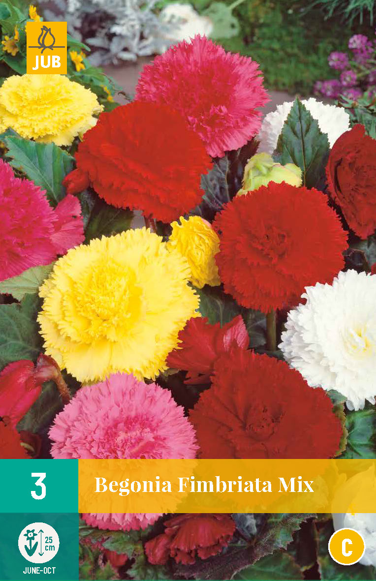 Bārkstainā begonija Mix 5/6 (3 gab. paciņā)