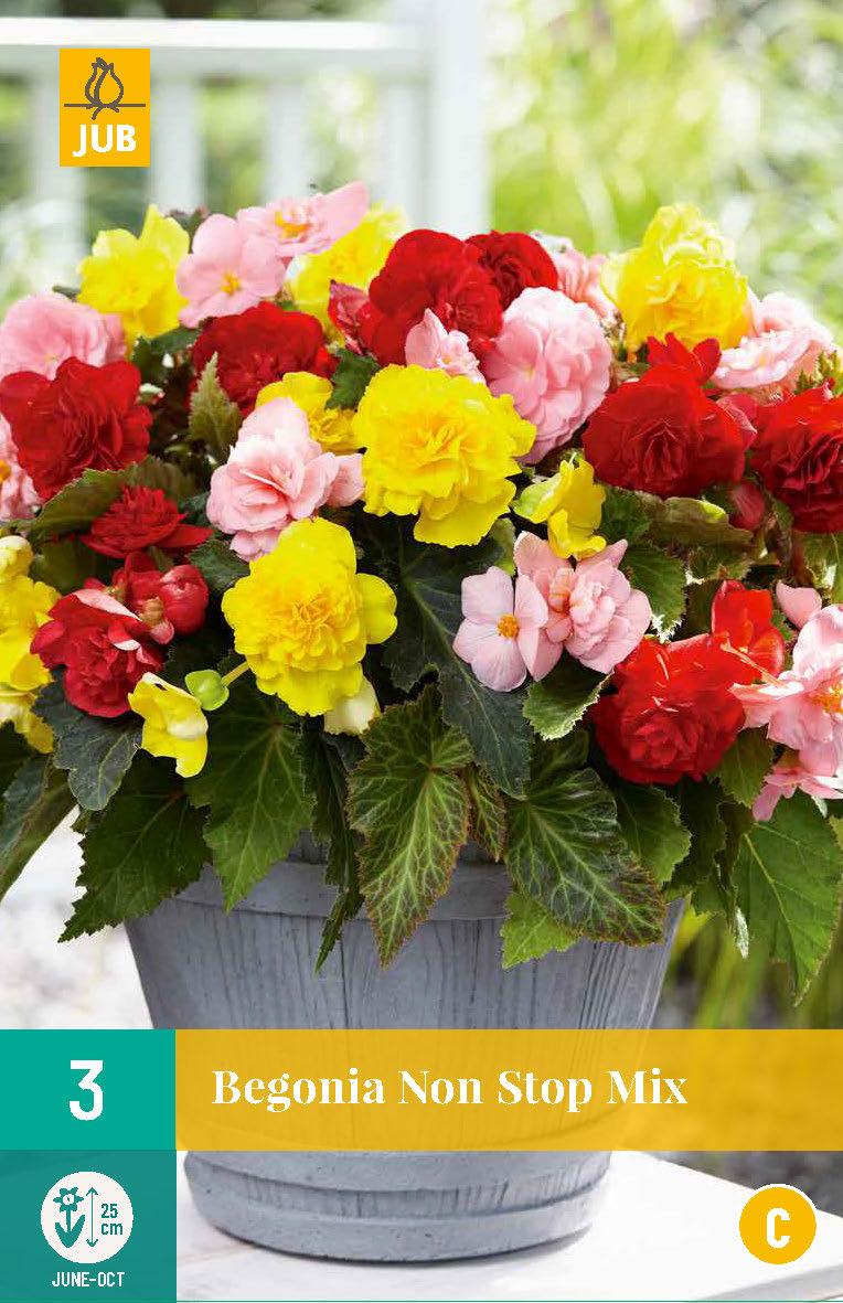 Bārkstainā begonija Nonstop Mix 5/6 (3 gab. paciņā)