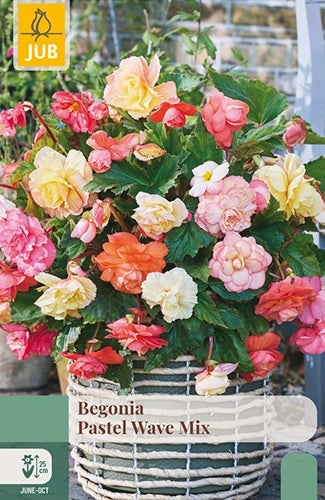 Lielziedu begonija Pastel Wave Mix (3 gab. paciņā)