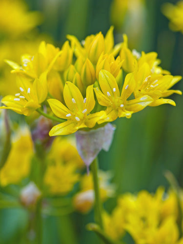 Dekoratīvais sīpols Moly (25 gab. paciņā)