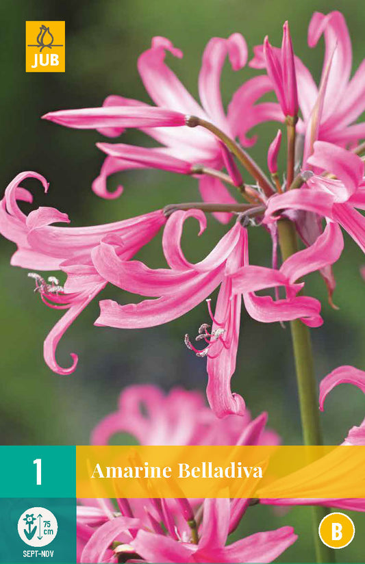 Amarīne Belladiva 16/ + (1 gab. paciņā)