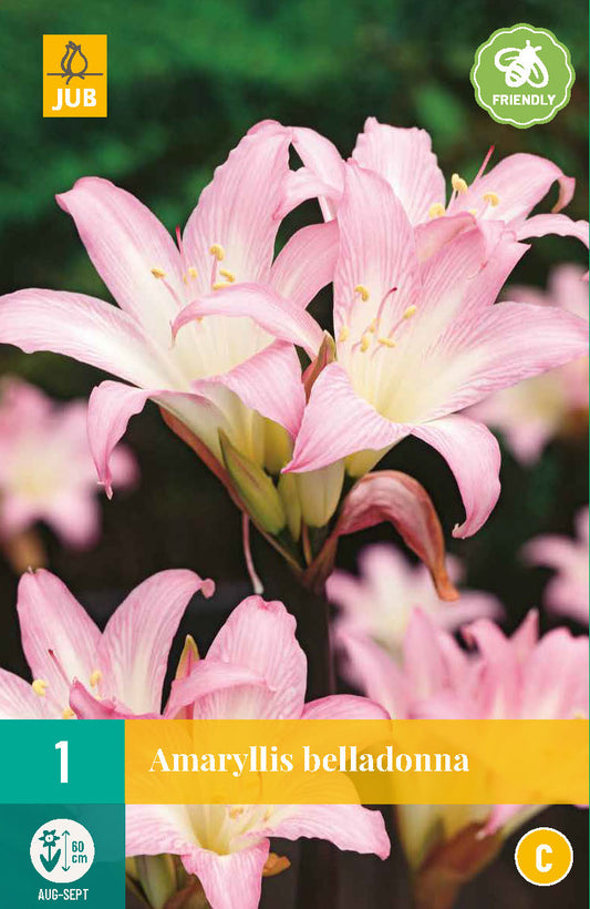 Amarillis Belladonna 20/ + (1 gab. paciņā)