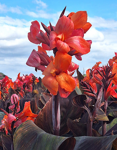 Kanna Panache Black (1 gab. paciņā)