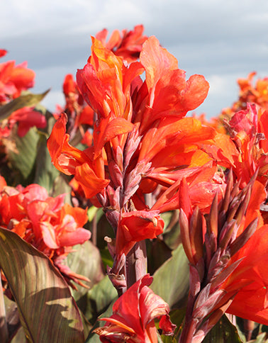 Kanna Shining Orange (1 gab. paciņā)