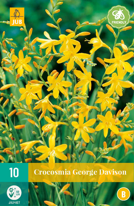 Montbrēcija George Davison 8/ + (10 gab. paciņā)