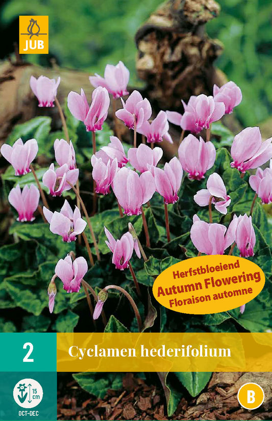 Efejlapu ciklamena 13/15 (2 gab. paciņā)