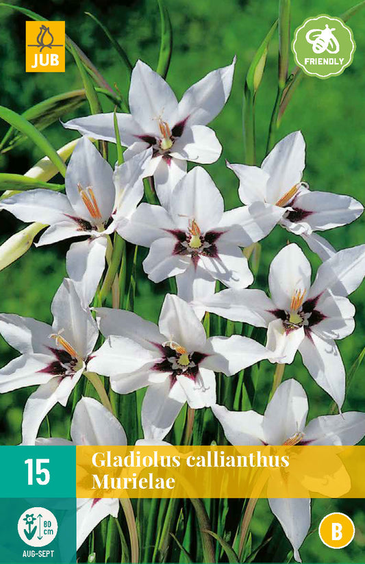 Abesīnijas gladiola Acidanthera 8/10 (15 gab. paciņā)