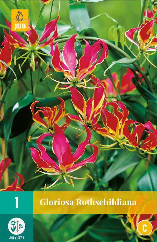 Gloriosa 15/20 (1 gab. paciņā)